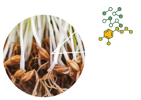 barleymalt-rootlets